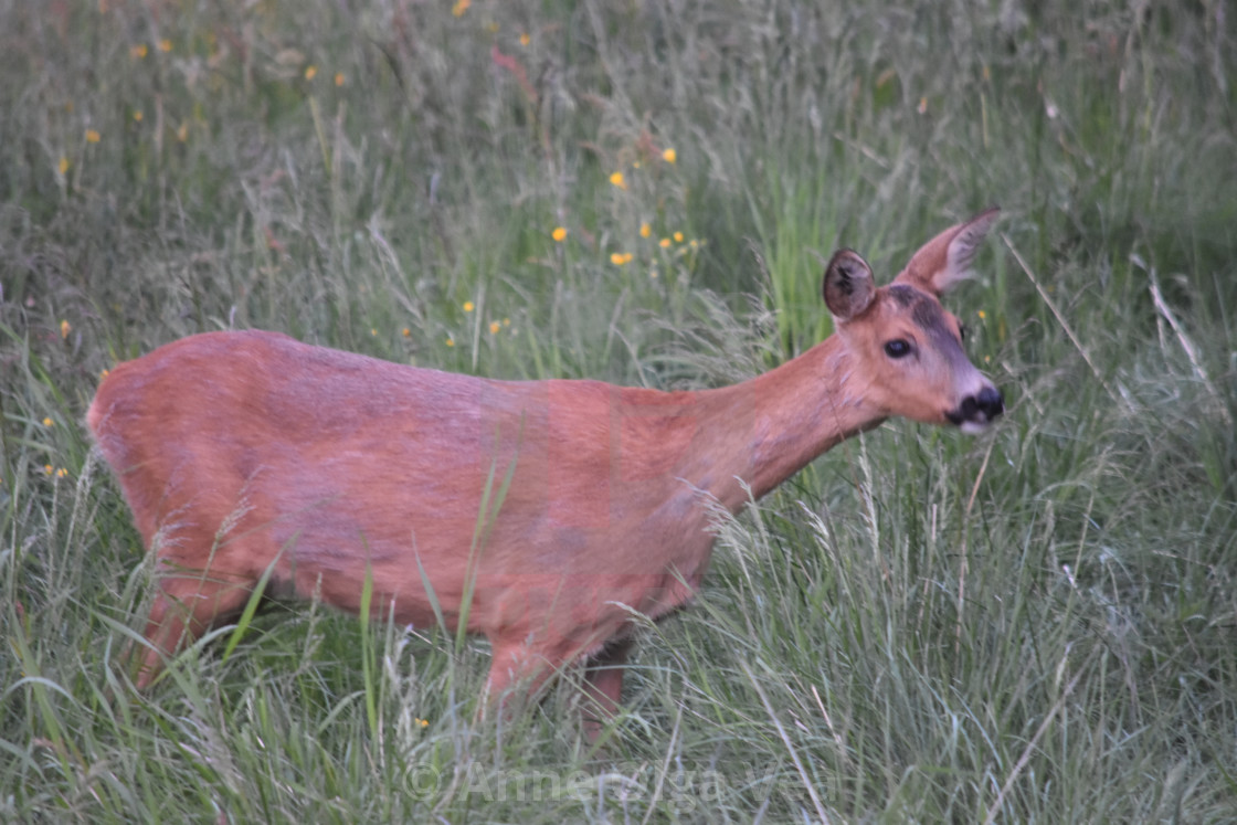 "Roe deer doe" stock image