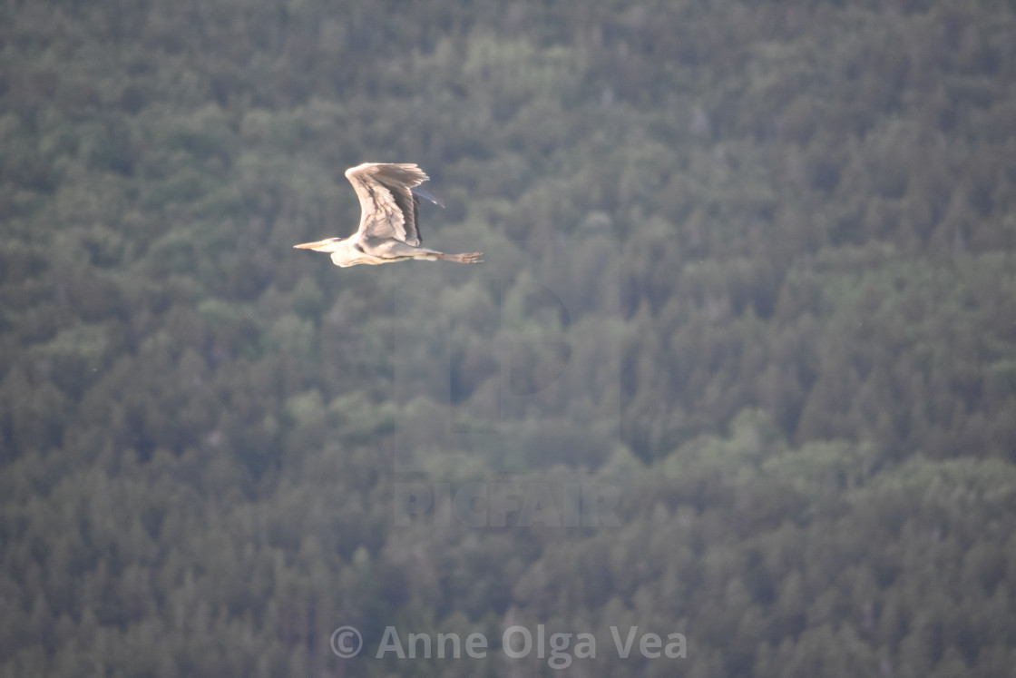 "Flying grey heron" stock image