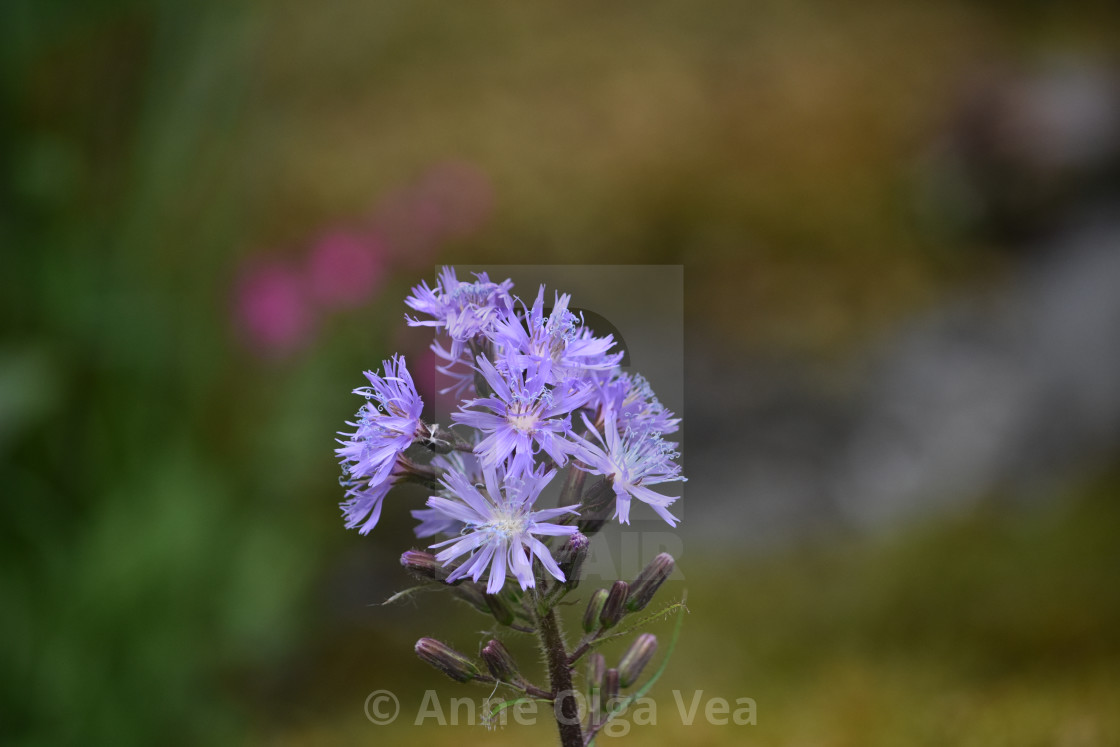 "lovely purple flower" stock image