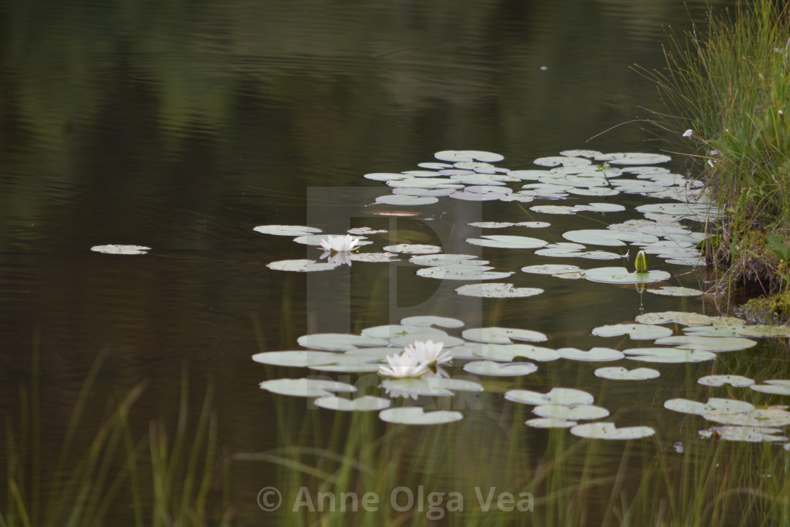 "water lillies on lake" stock image