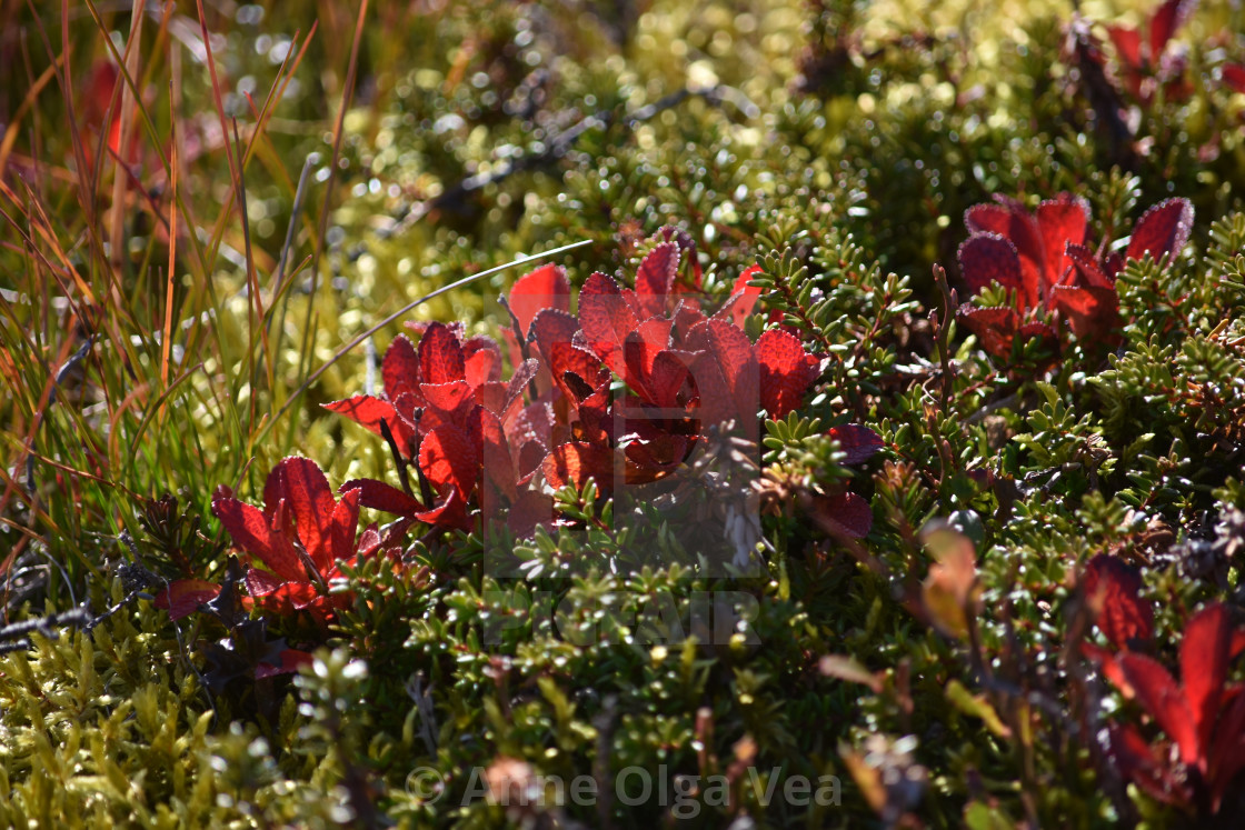 "Red leaves" stock image