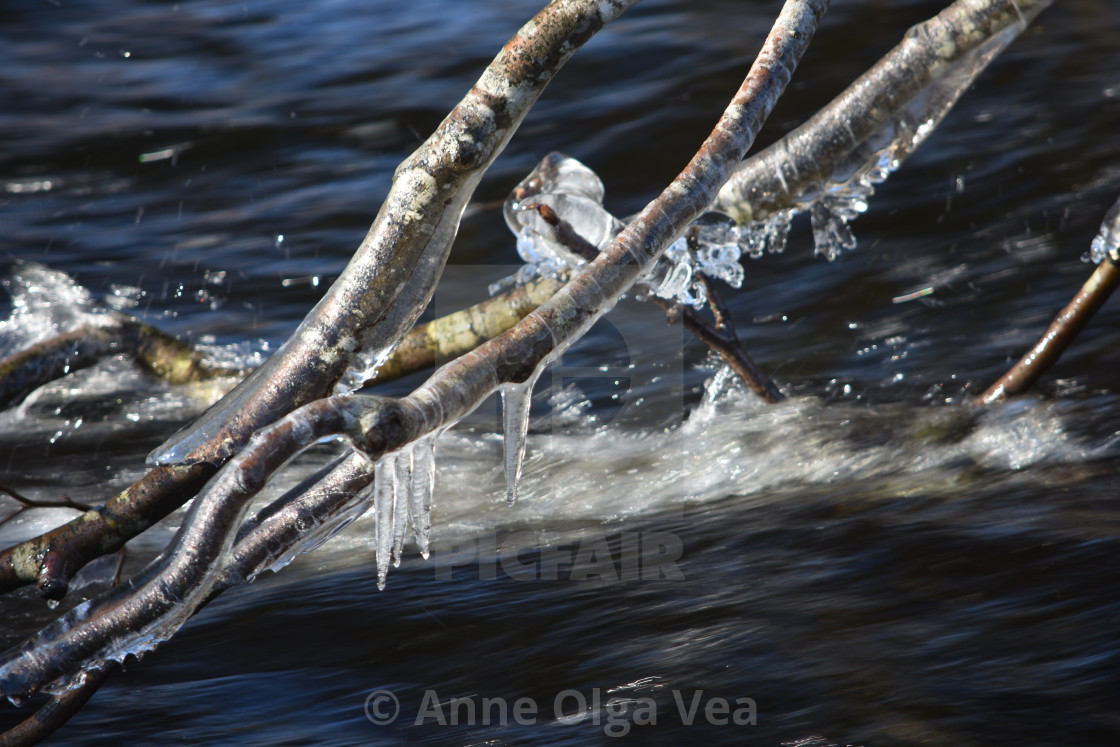 "Ice covered branches in river" stock image