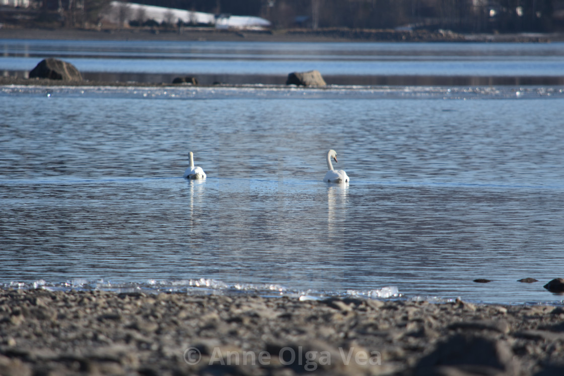 "Swans on a lake" stock image