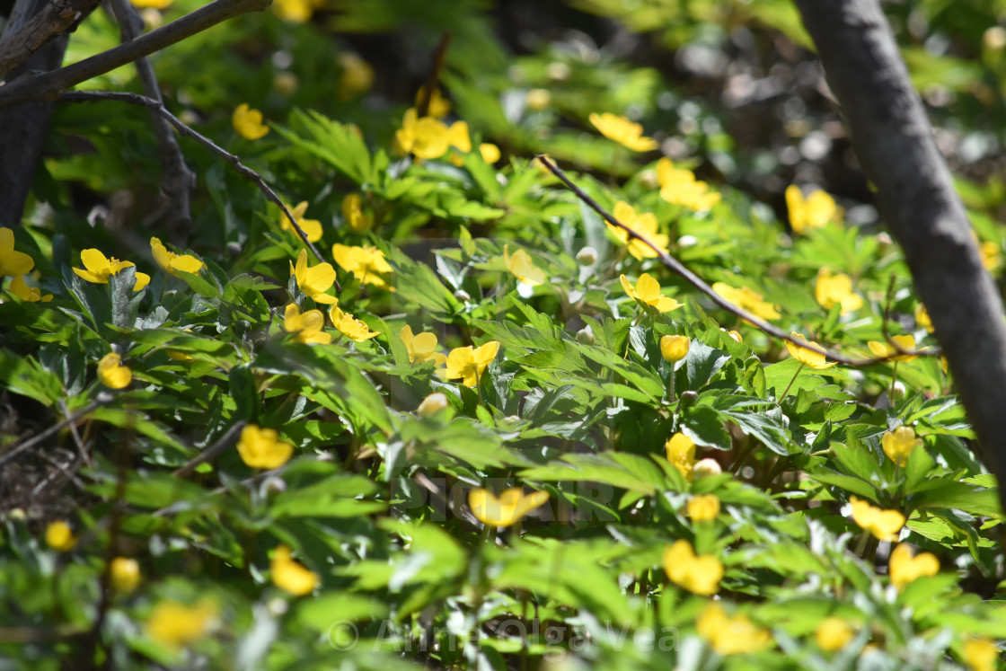 "Yellow spring flowers" stock image