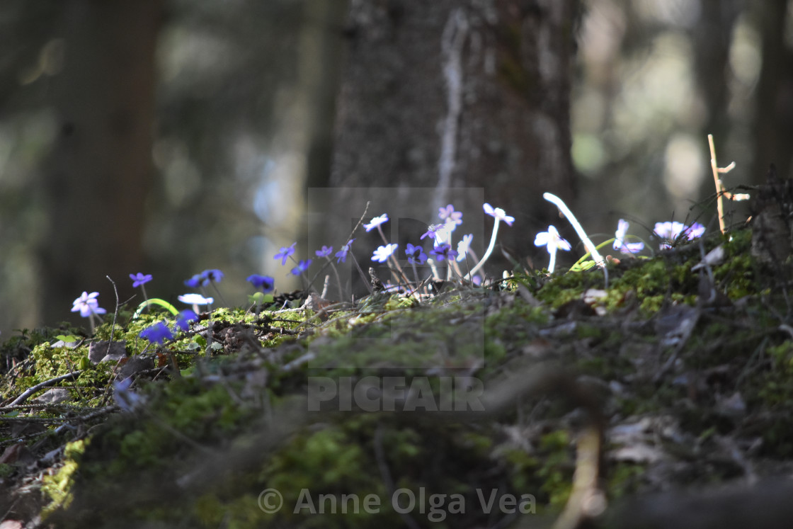 "Blue spring flowers in forest" stock image