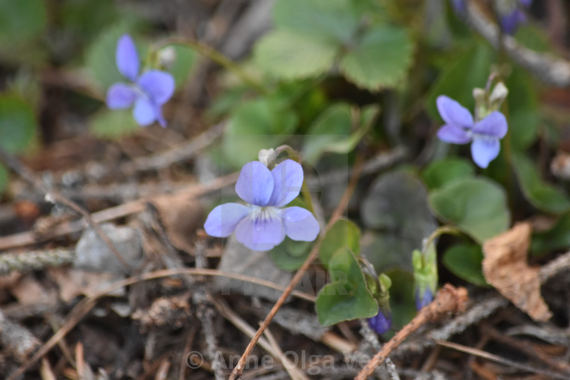 "violets" stock image