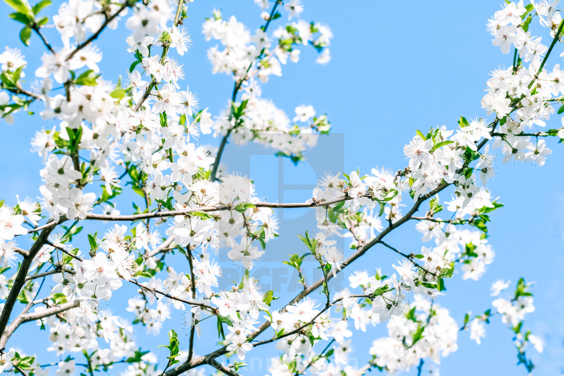 Cherry tree blossom and blue sky, white flowers as nature background -  License, download or print for £ | Photos | Picfair