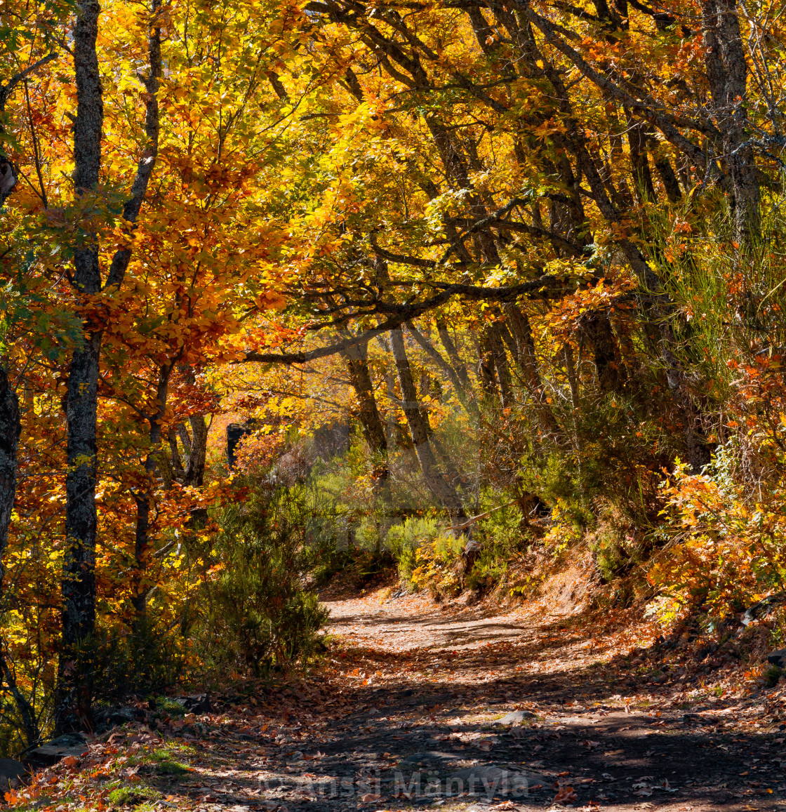 Autumn Forest Trail License Download Or Print For 24 80 Photos Picfair