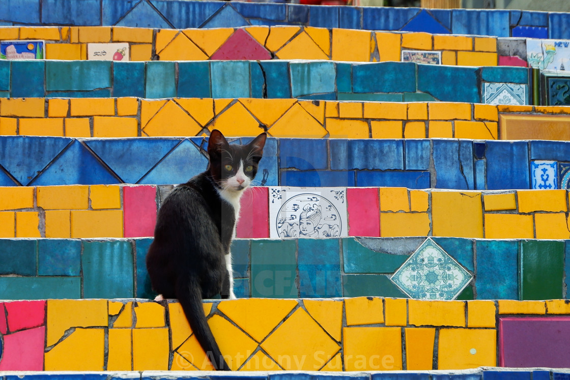 "Kitten on the Escadaria Selarón" by Anthony Surace - $15.30 "Kitten on the Escadaria Selarón" stock image