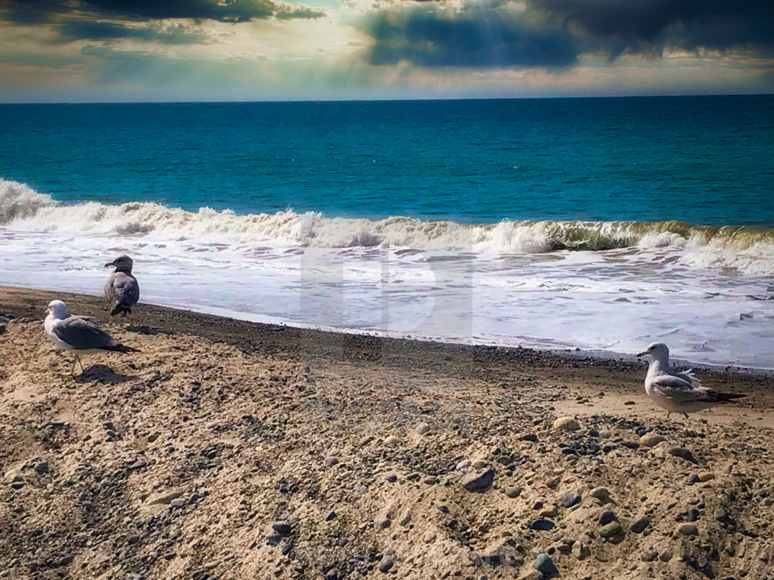 "Seagulls on the Shore - Doheny Beach, Dana Point, CA" stock image