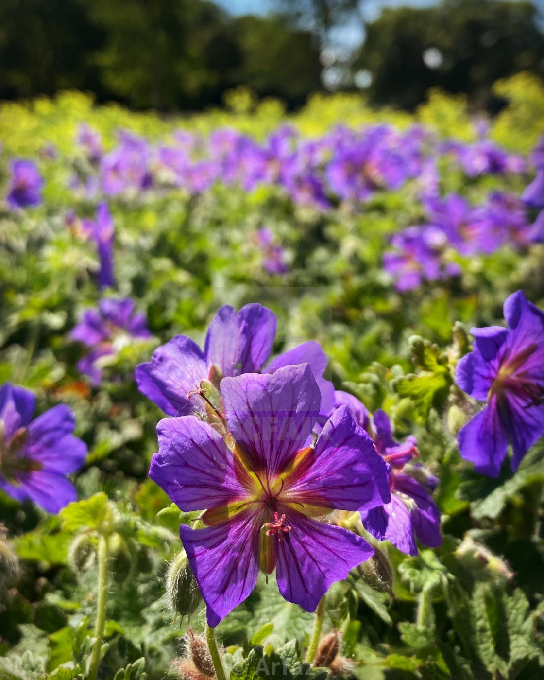 "A closer look on the flowers" by Arfaz - $3.06 "A closer look on the flowers" stock image