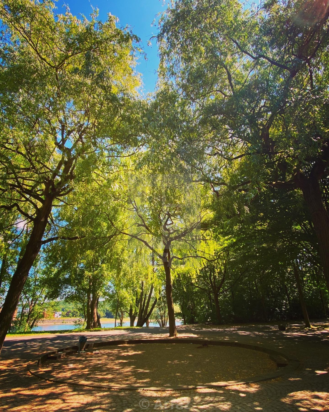 "Rheinaue trees" by Arfaz - $3.06 "Rheinaue trees" stock image