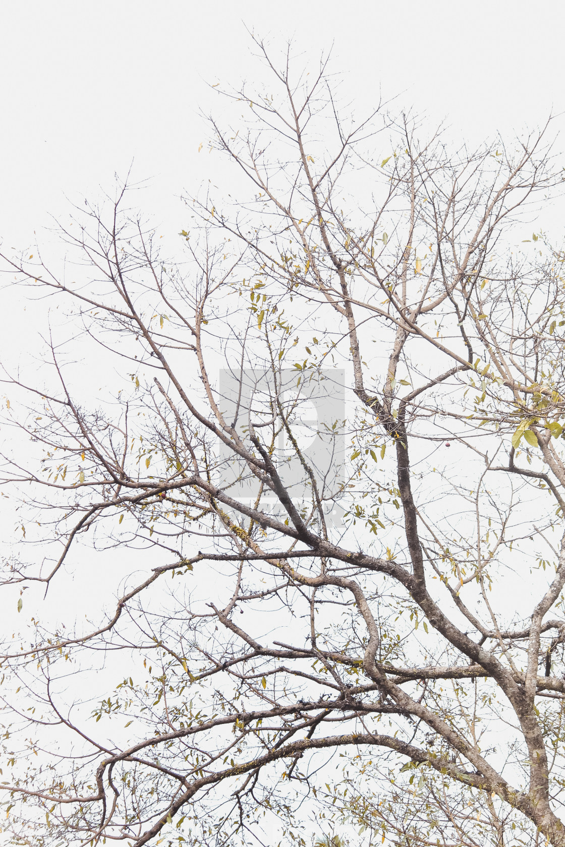 "natural scenery, rustic branches in spring" by Arif Rahman - $4.61 "natural scenery, rustic branches in spring" stock image