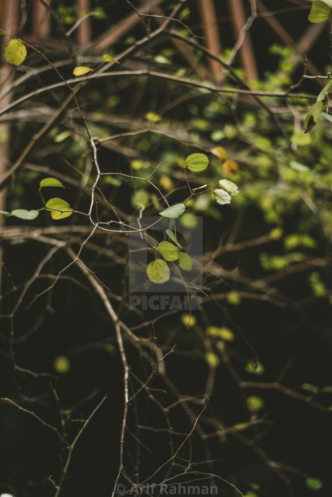 "green leaf" by Arif Rahman - $4.61 "green leaf" stock image