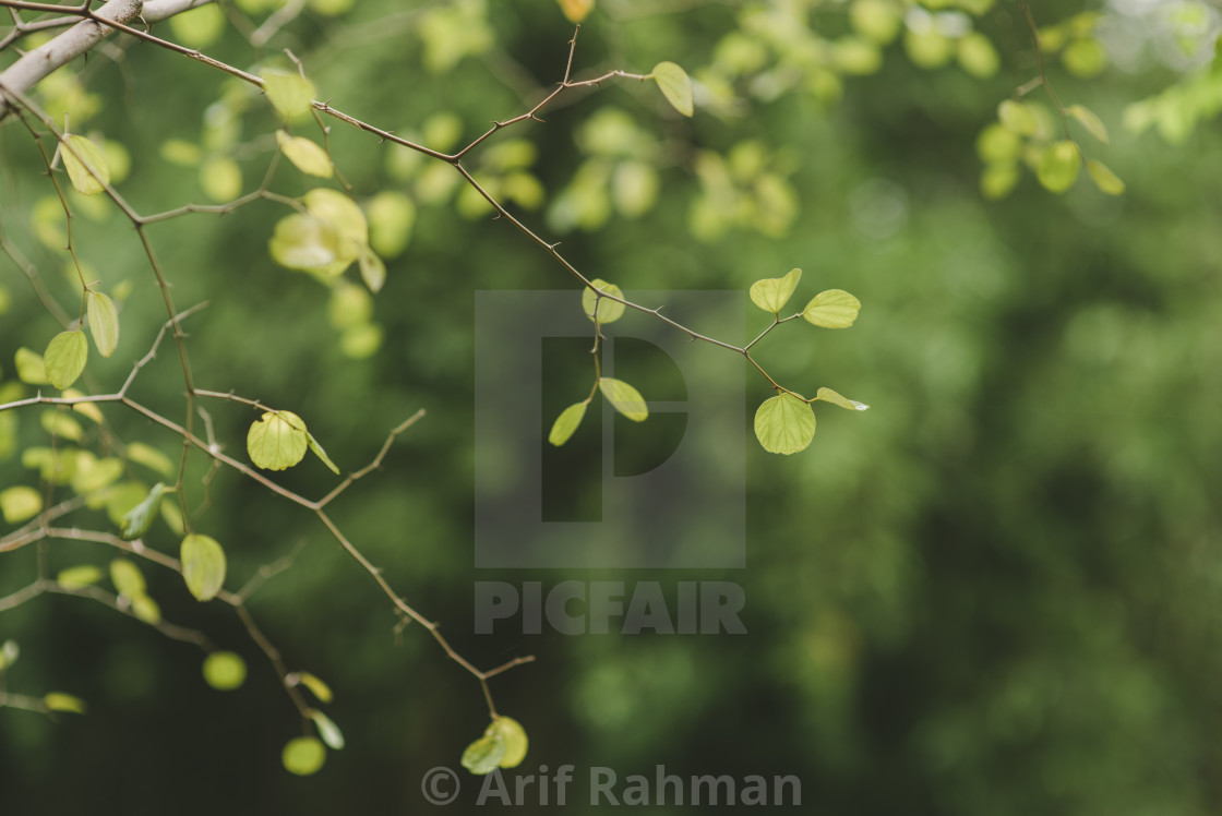 "green leaf" by Arif Rahman - $4.61 "green leaf" stock image