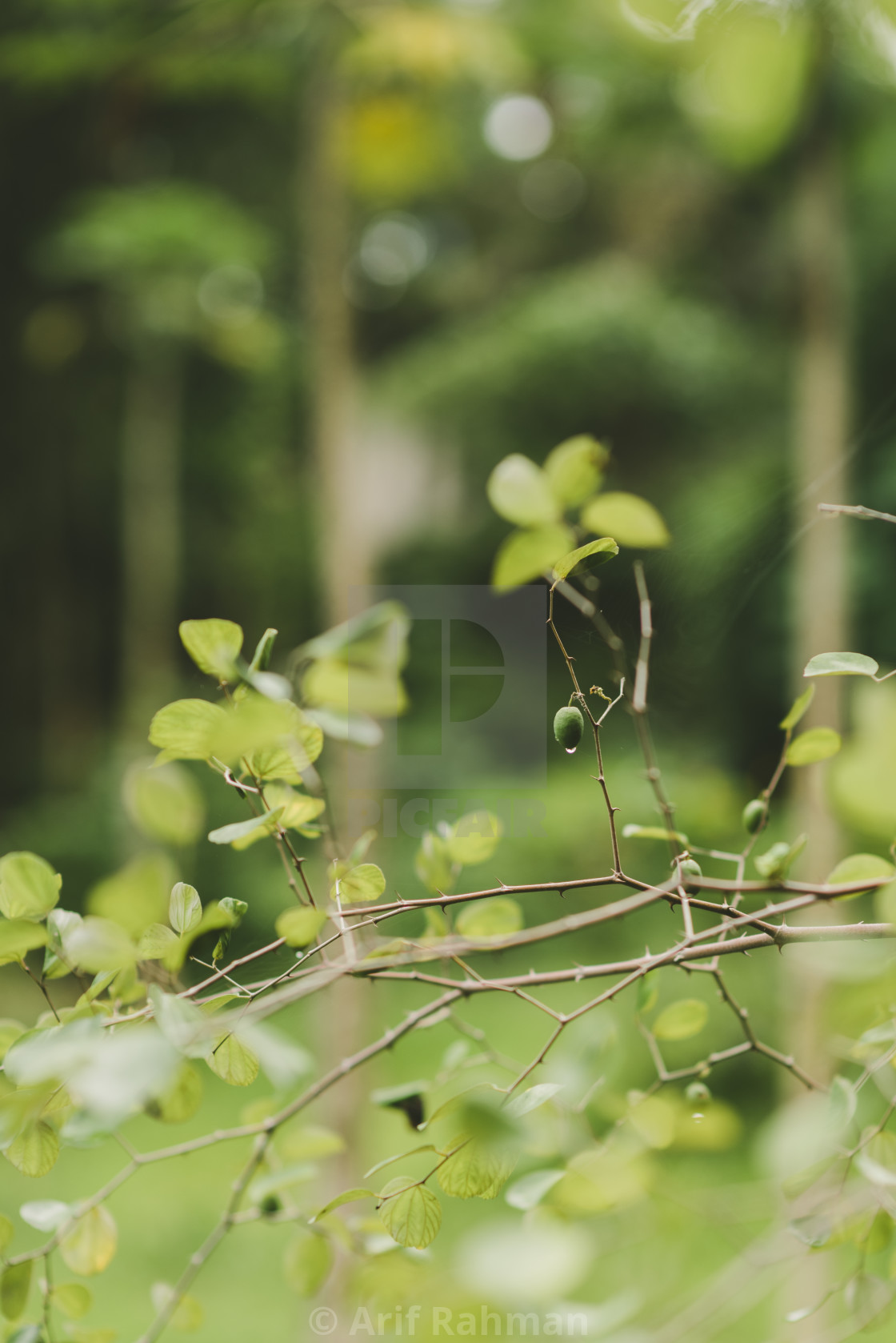 "green leaf and fruit" by Arif Rahman - $4.61 "green leaf and fruit" stock image