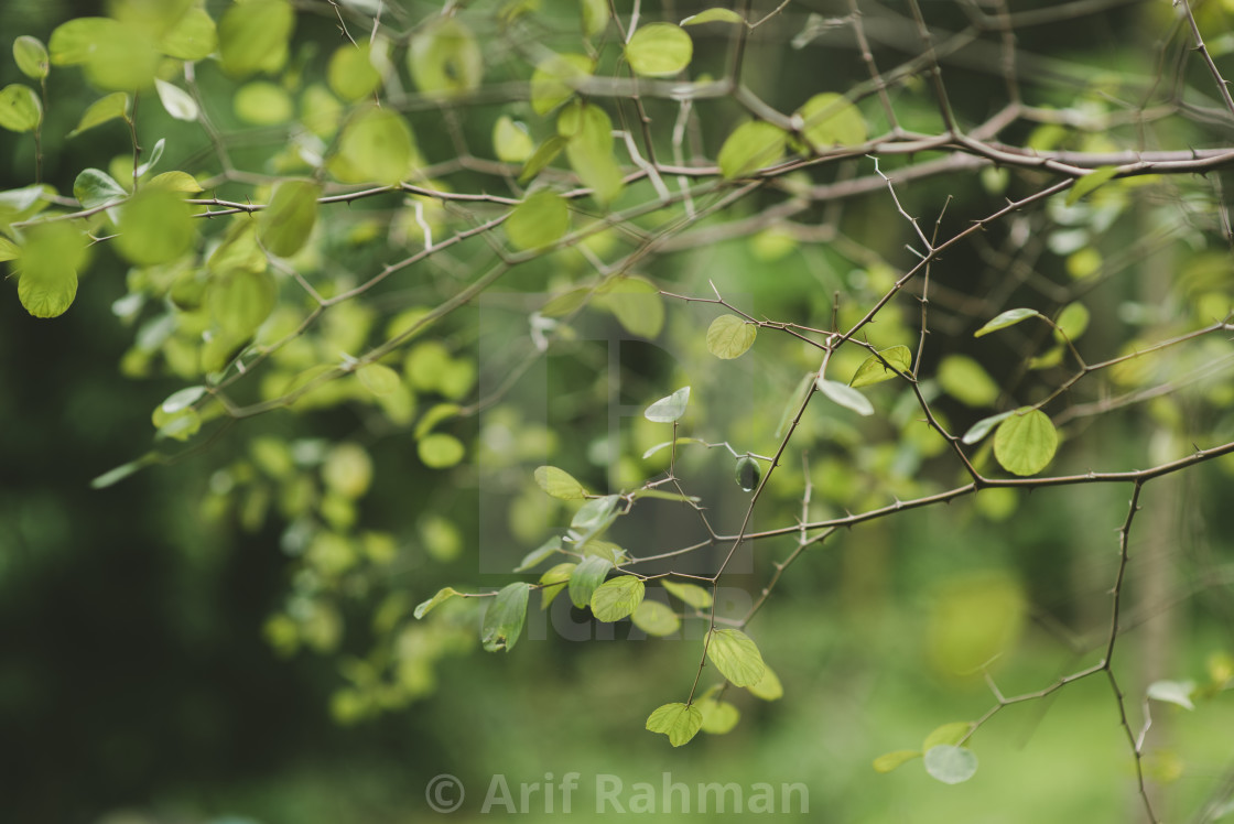 "green leaf and fruit" by Arif Rahman - $4.61 "green leaf and fruit" stock image