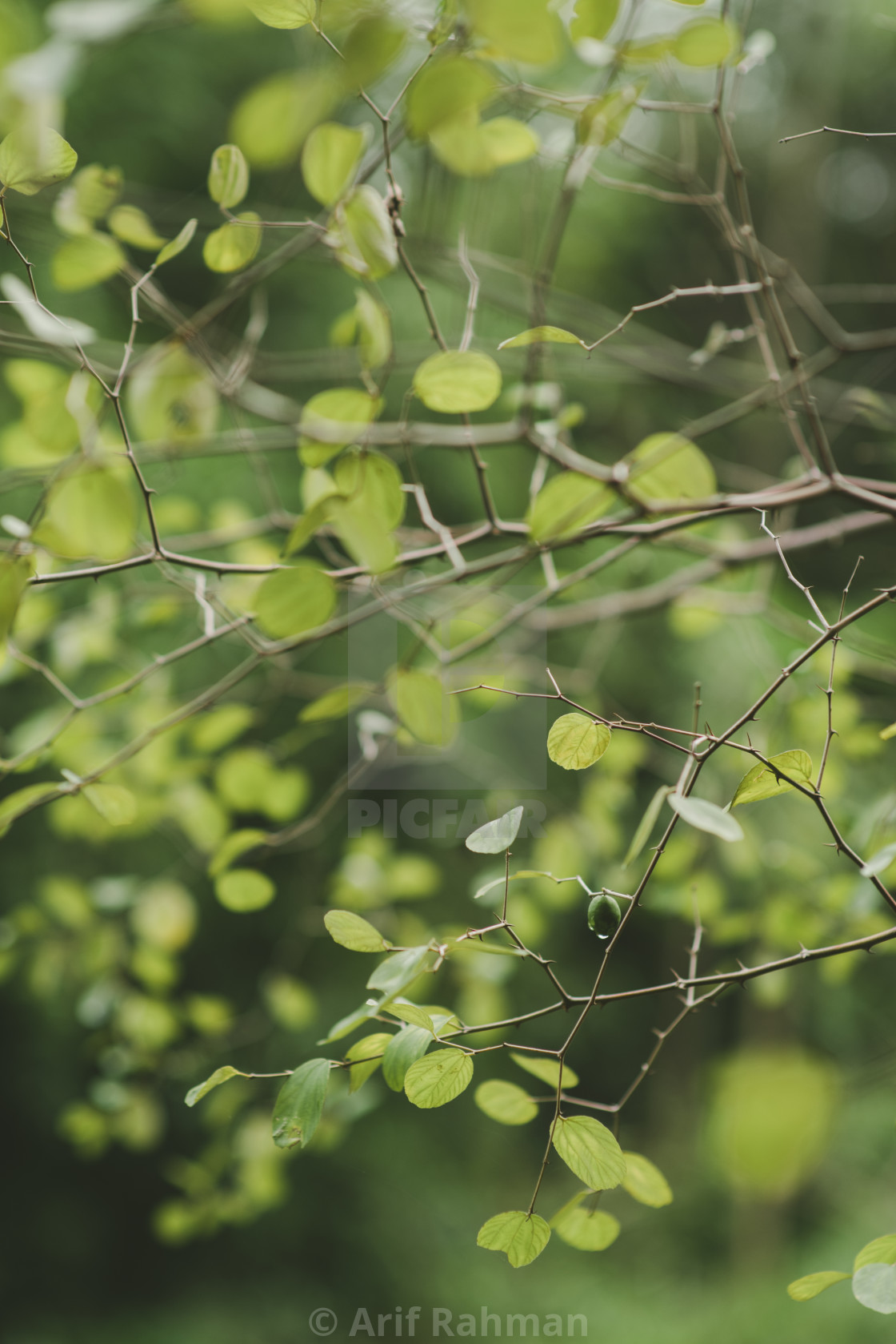 "green leaf and fruit" by Arif Rahman - $4.61 "green leaf and fruit" stock image