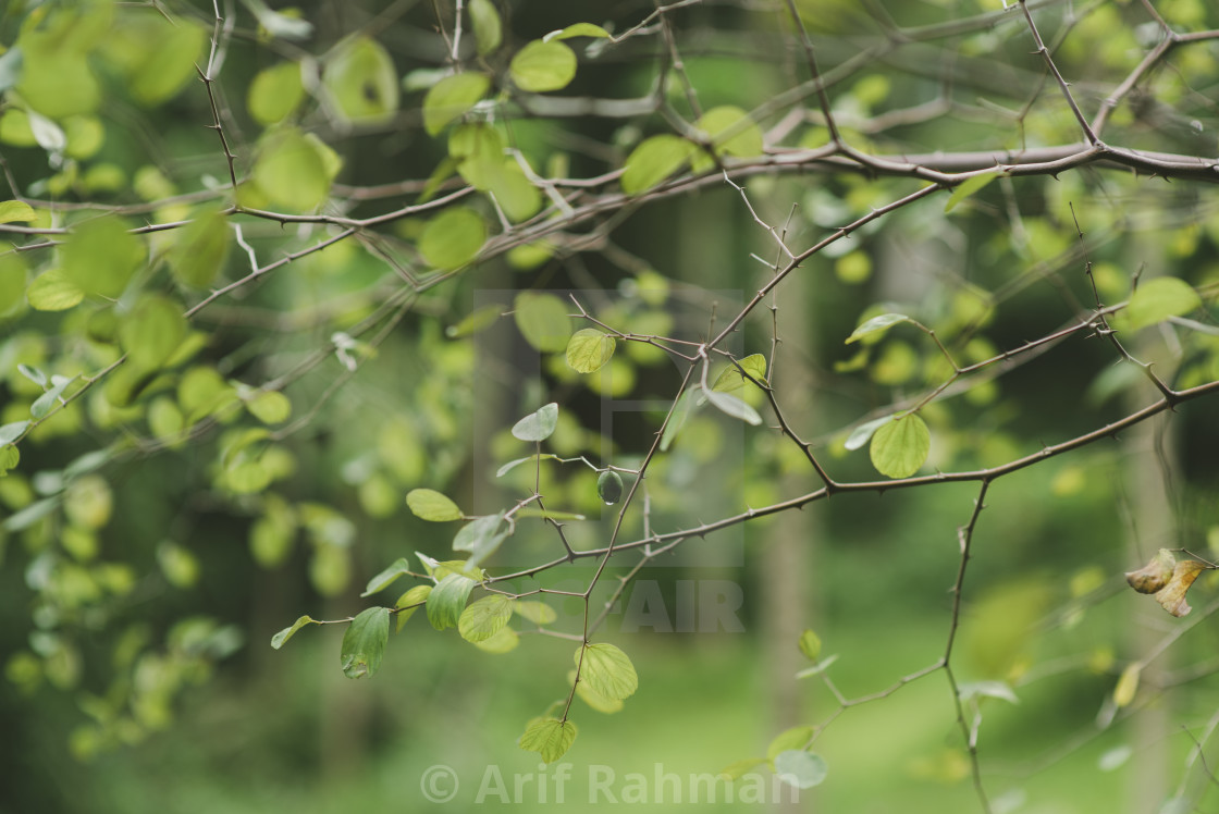 "green leaf and fruit" by Arif Rahman - $4.61 "green leaf and fruit" stock image