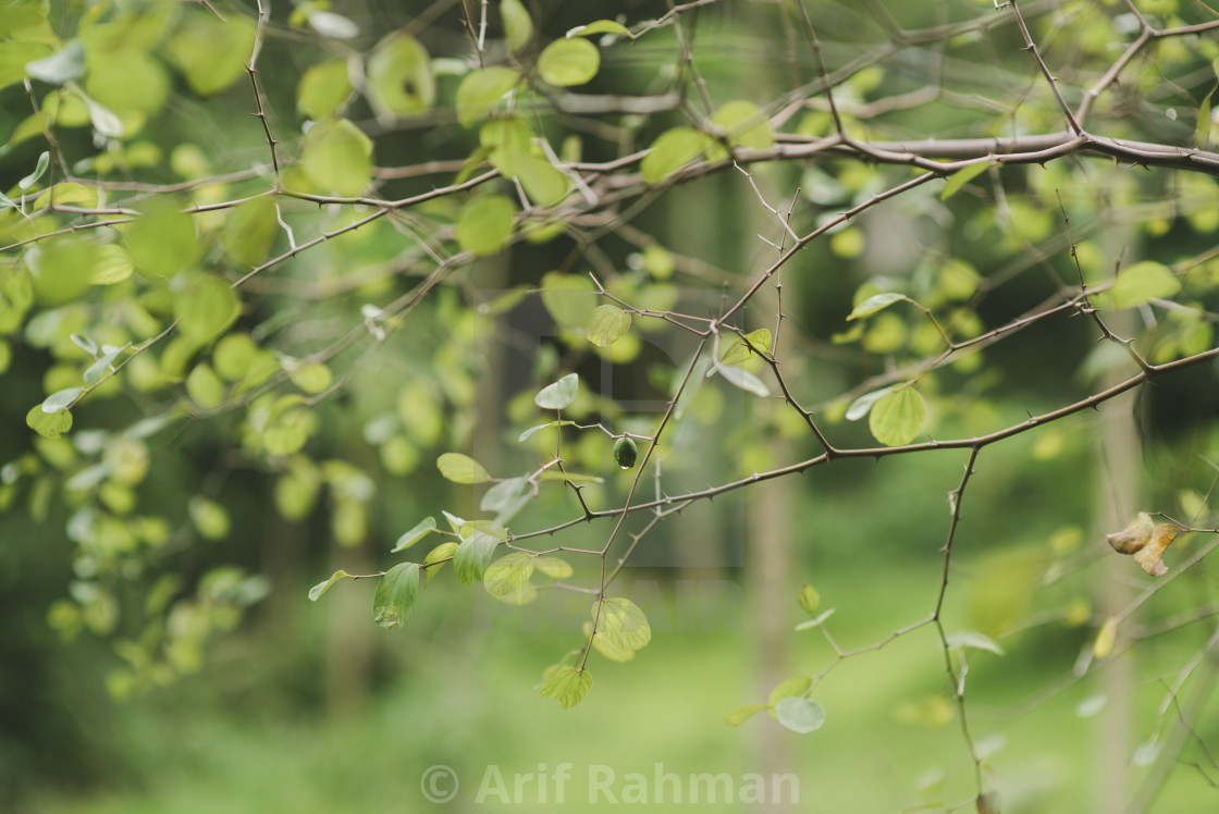 "green leaf and fruit" by Arif Rahman - $4.61 "green leaf and fruit" stock image