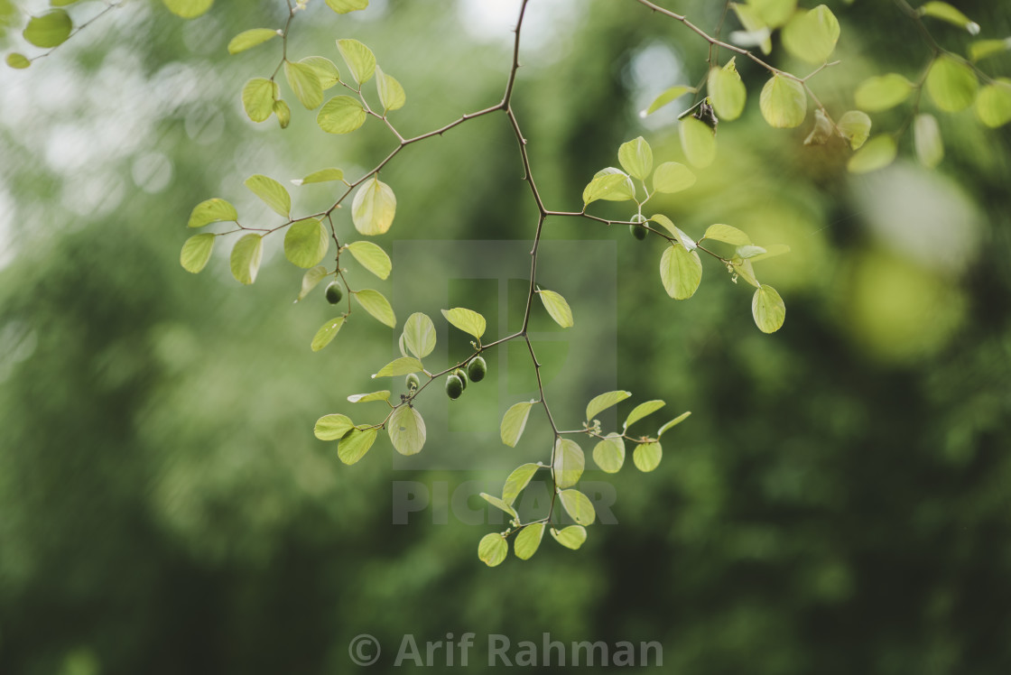 "green leaf and fruit" by Arif Rahman - $4.61 "green leaf and fruit" stock image