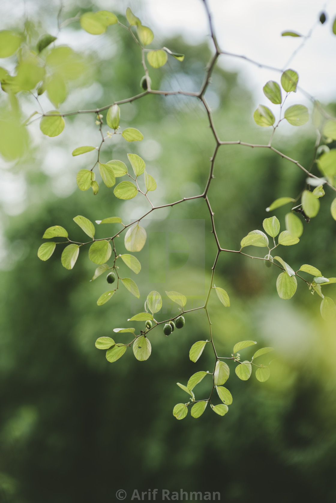 "green leaf and fruit" by Arif Rahman - $4.61 "green leaf and fruit" stock image
