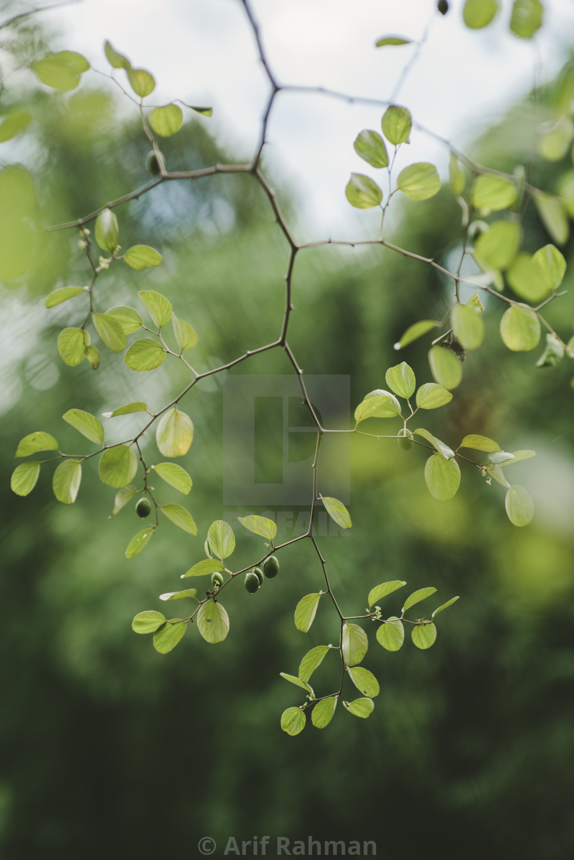 "green leaf and fruit" by Arif Rahman - $4.61 "green leaf and fruit" stock image