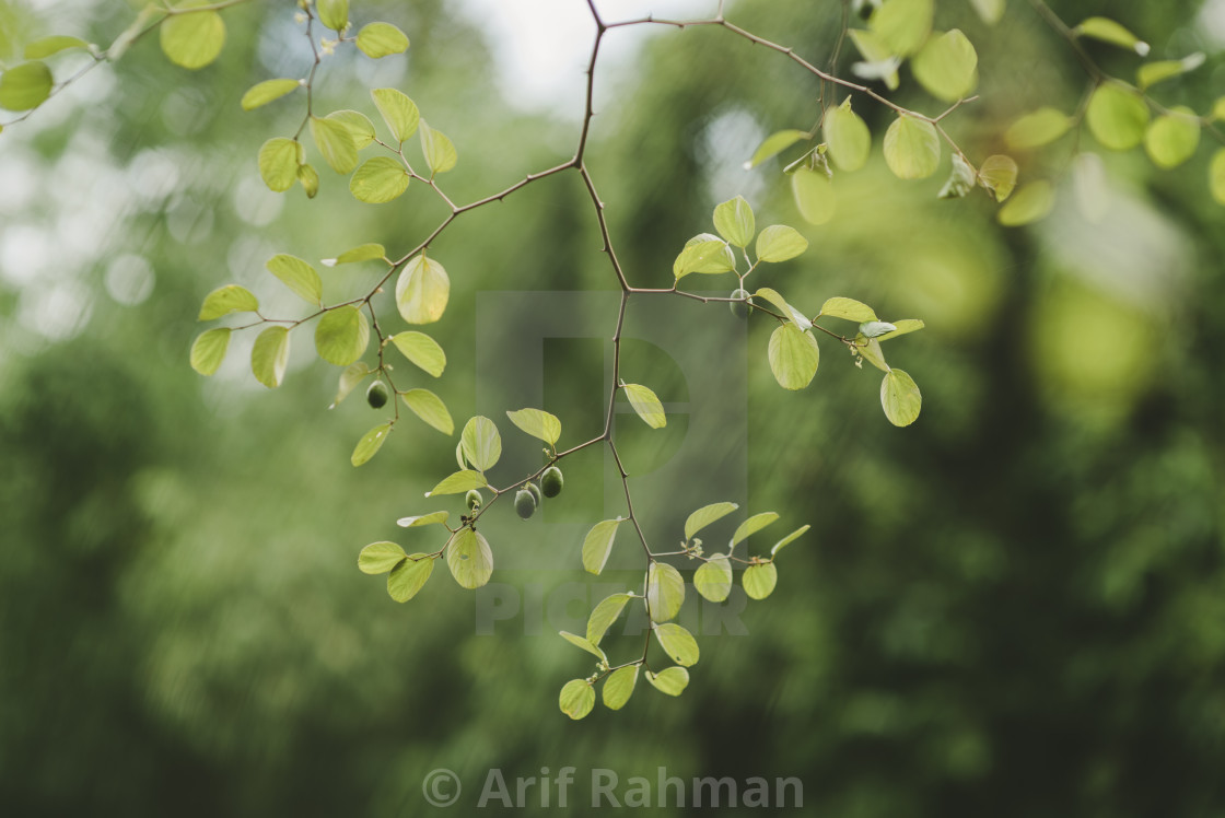 "green leaf and fruit" by Arif Rahman - $4.61 "green leaf and fruit" stock image