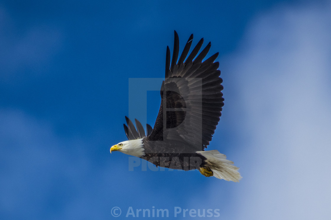 "Bald Eagle In Flight" stock image