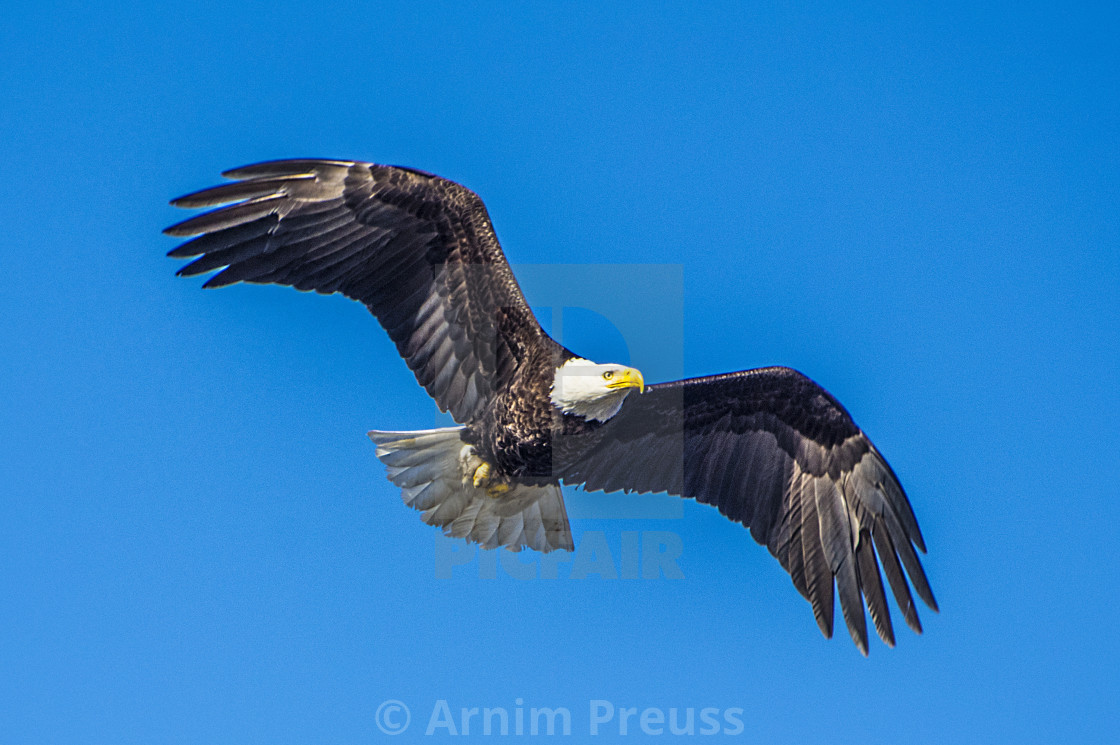 "Bald Eagle In Flight" stock image