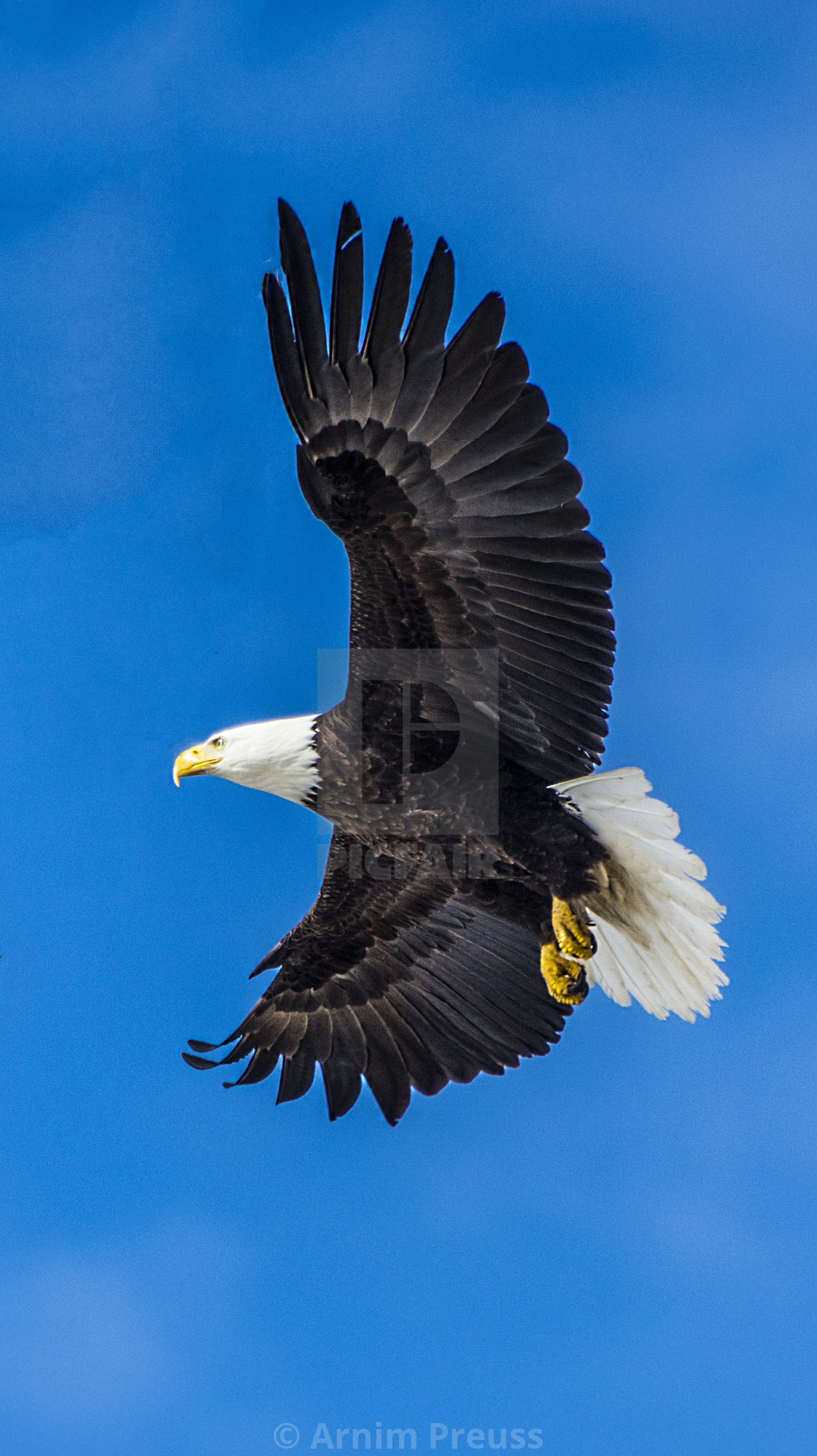 "Coming In For A Landing" stock image