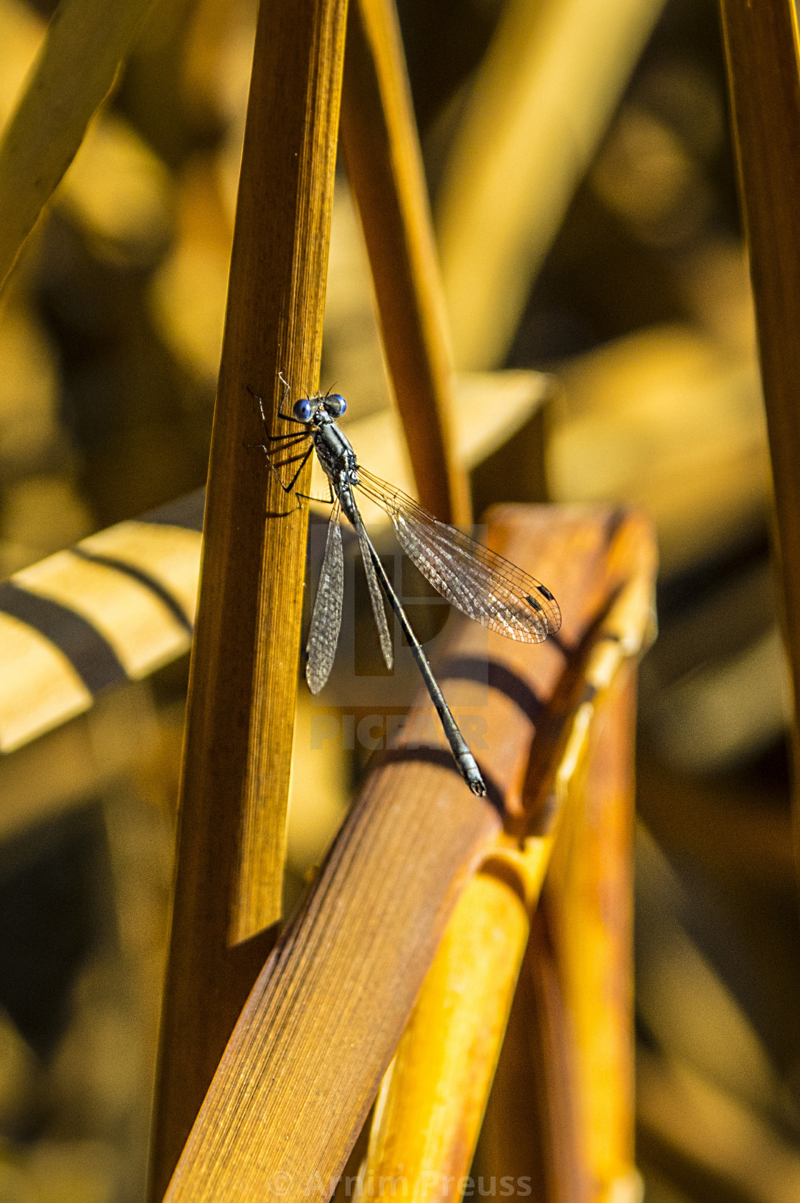 "The Damsel Fly" stock image