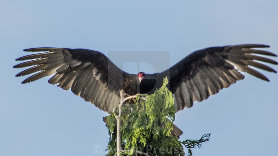 "The King Of The Vultures" stock image