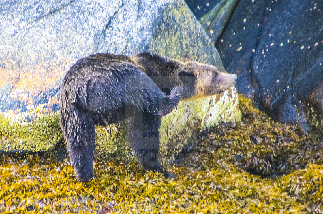 "The Itch" stock image