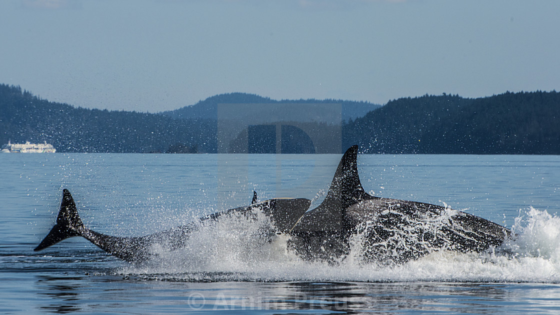 "Unruly Orca Calf" stock image