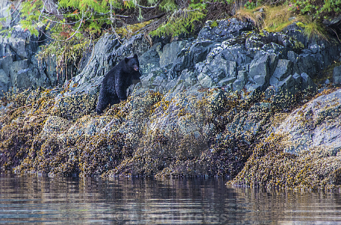 "Coastal Black Bear" stock image