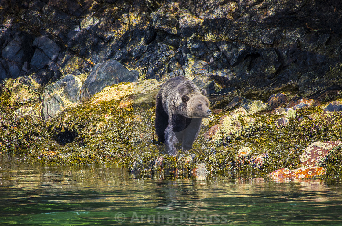 "Grizzly" stock image