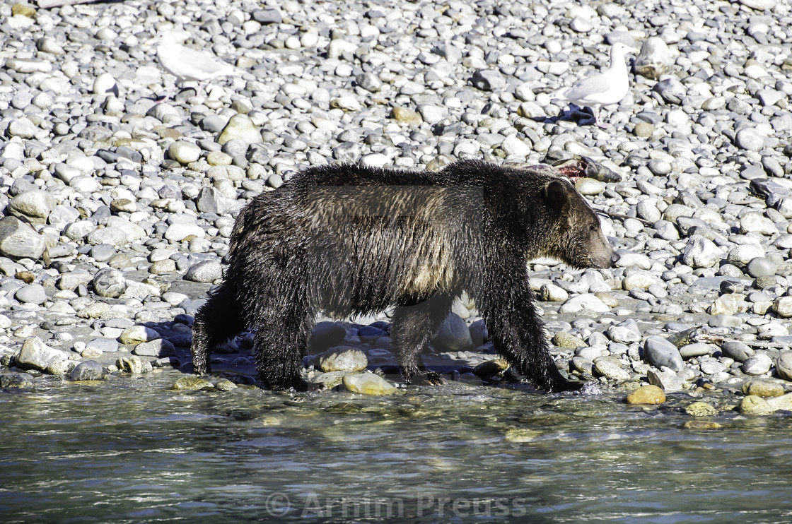 "Grizzly" stock image