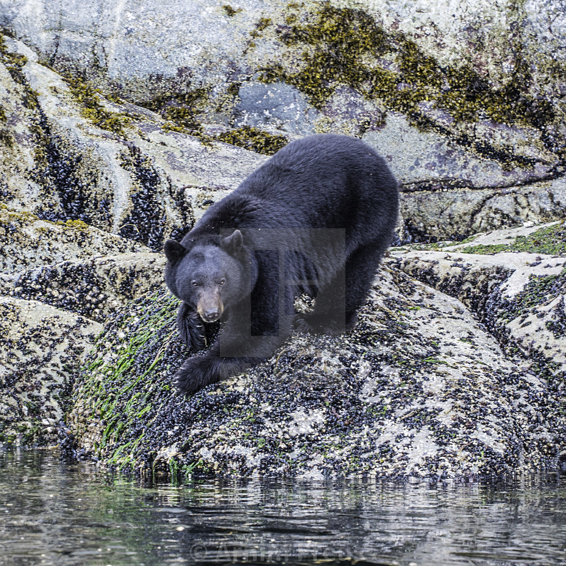 "Coastal Black Bear" stock image