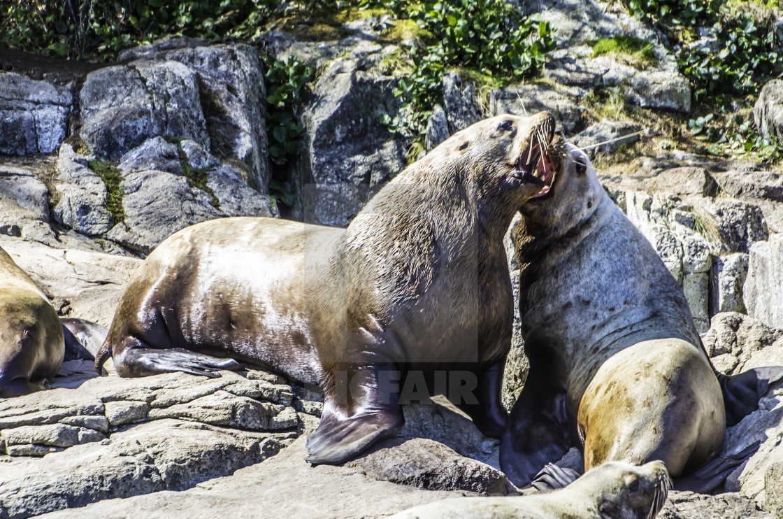 "Stellar Sea Lion" stock image