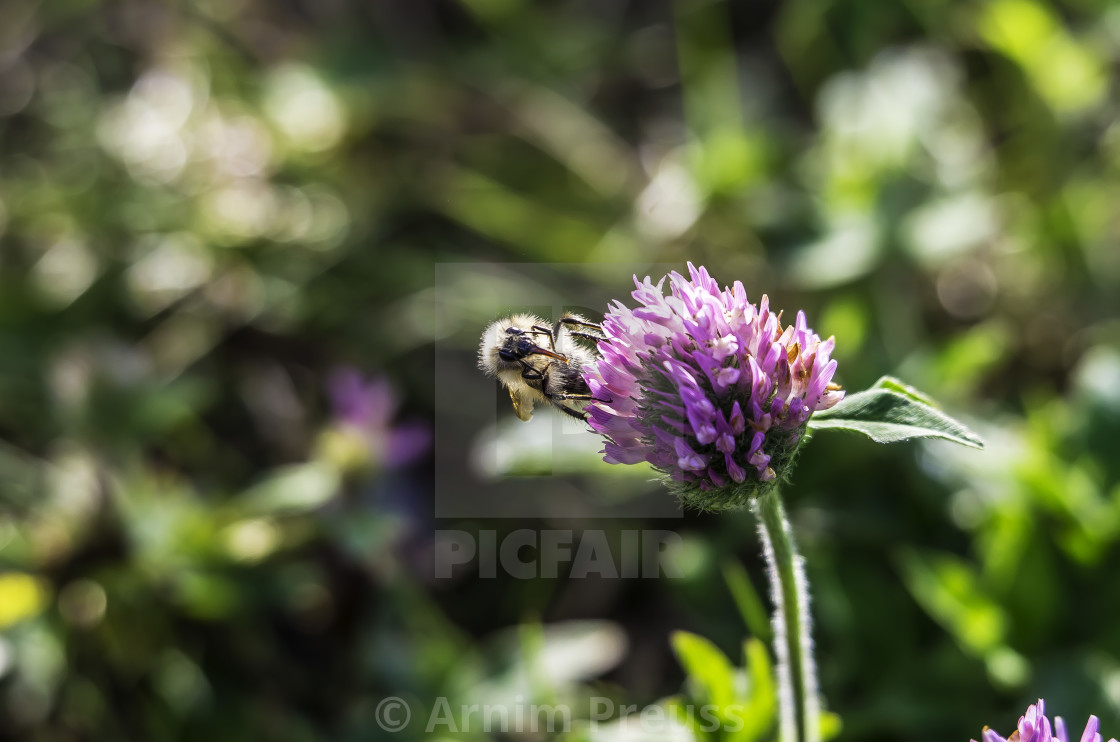 "Bumble Bee" stock image