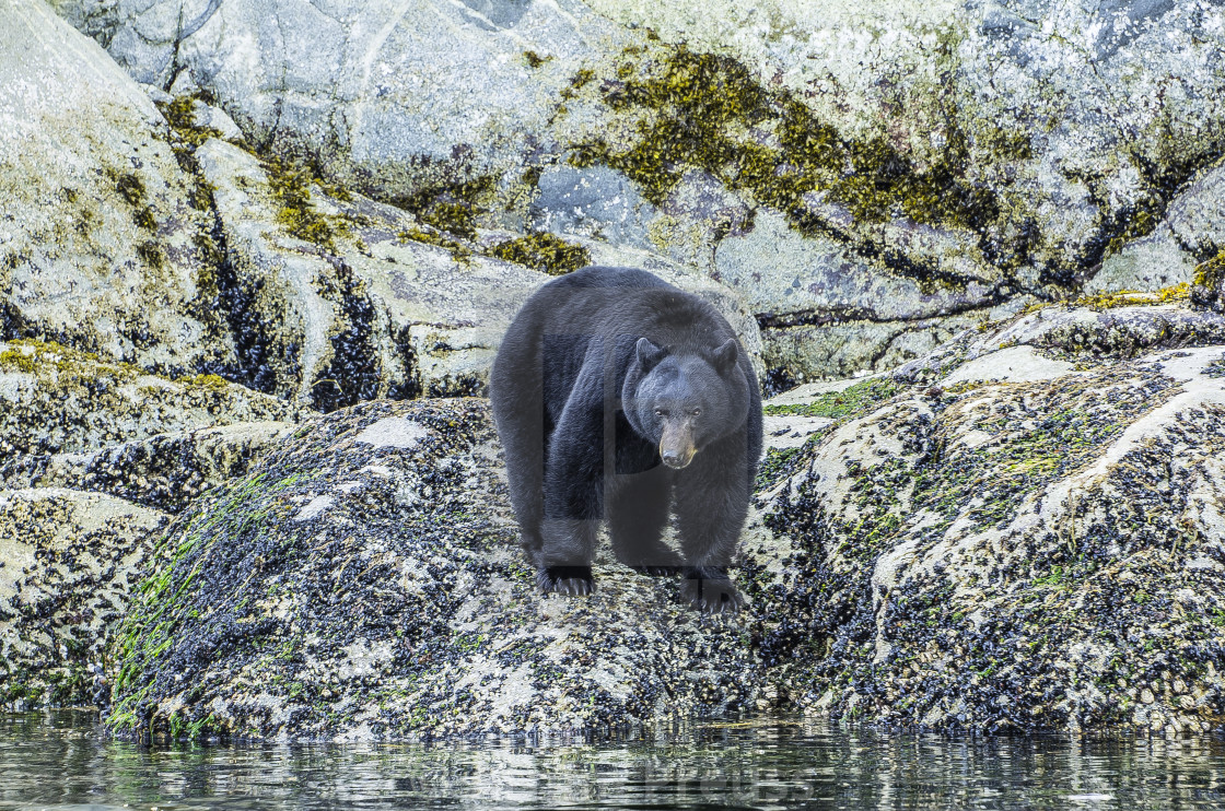 "Coastal Black Bear" stock image