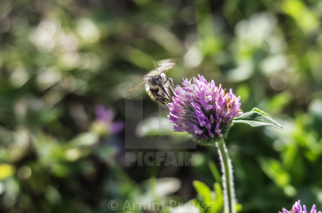 "Bumble Bee" stock image