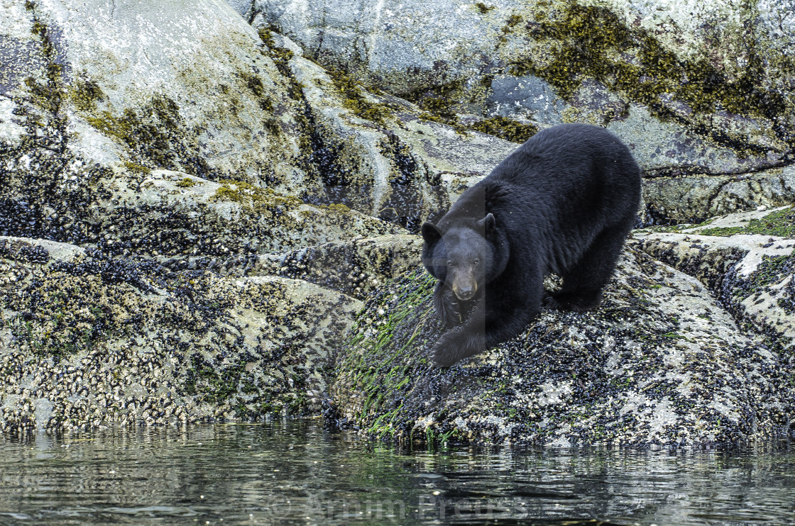 "Coastal Black Bear" stock image