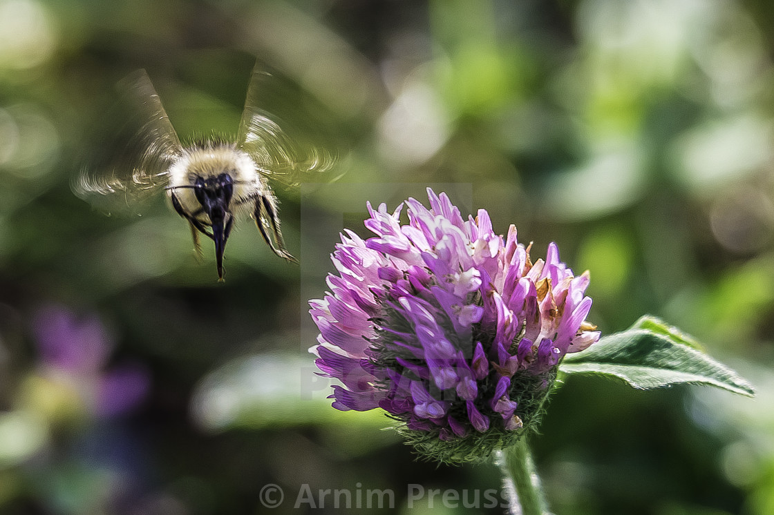 "Bumble Bee" stock image