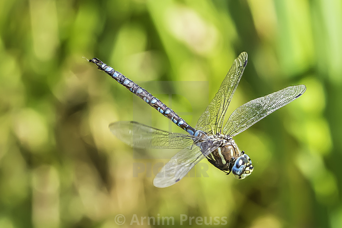 "Dragonfly" stock image