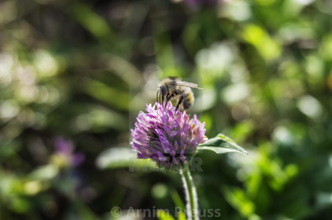 "Bumble Bee" stock image