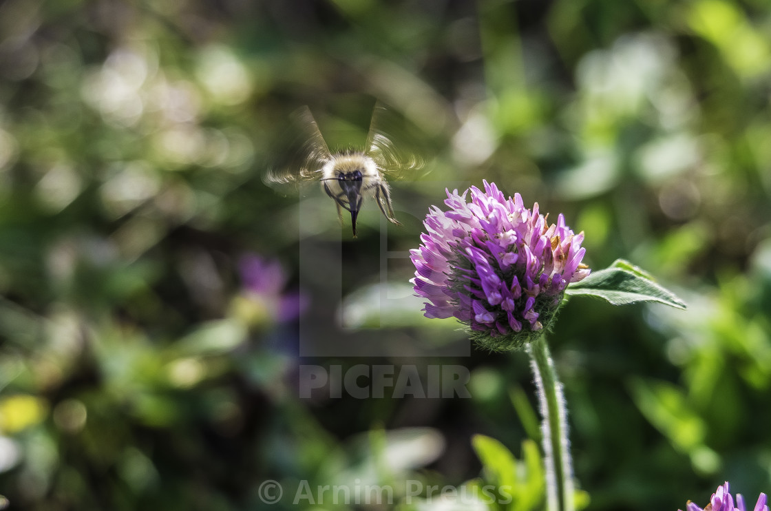 "Bumble Bee" stock image