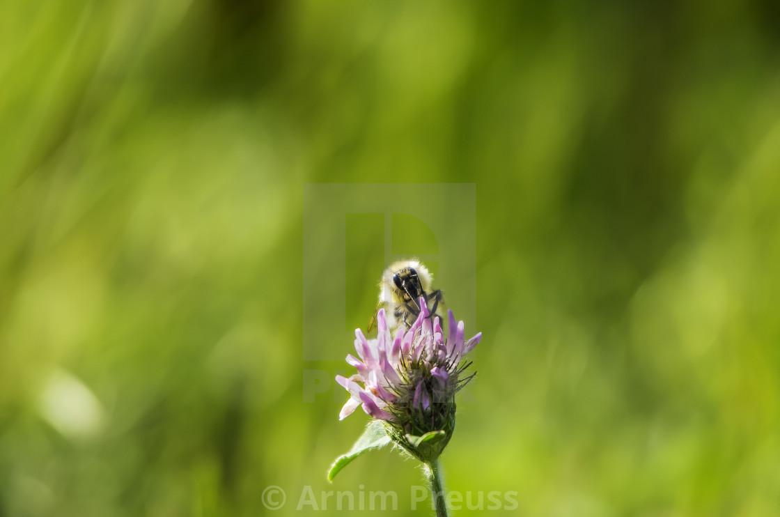 "Bumble Bee" stock image