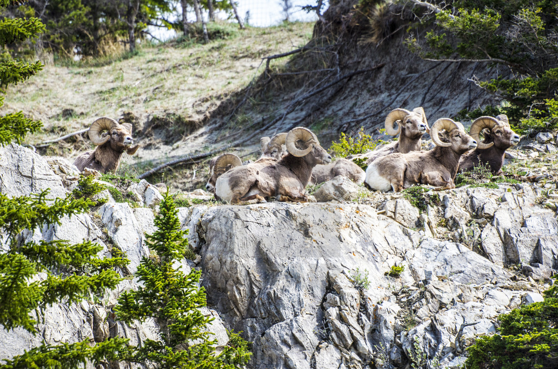 "Bighorn Sheep" stock image